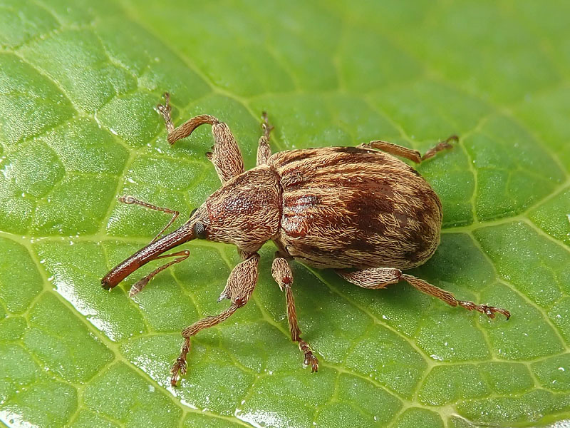 Apionidae? No, Curculionidae: Anthonomus (Furcipus) rectirostris